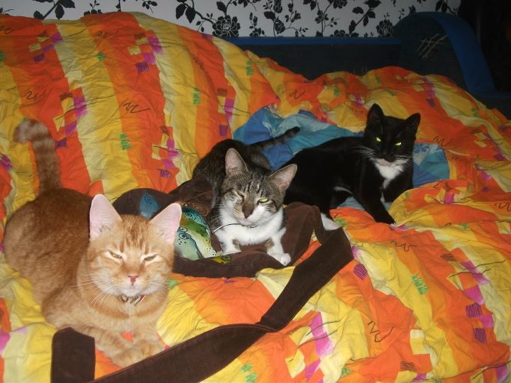 patru pisici, cu tot cu cea de pe geanta