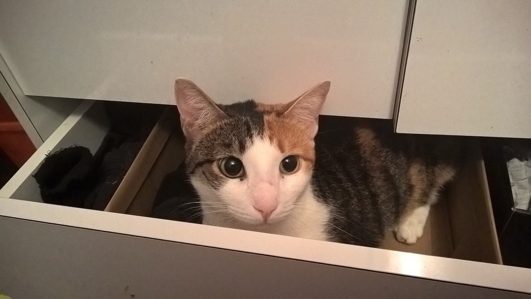 sertarul cu pisică