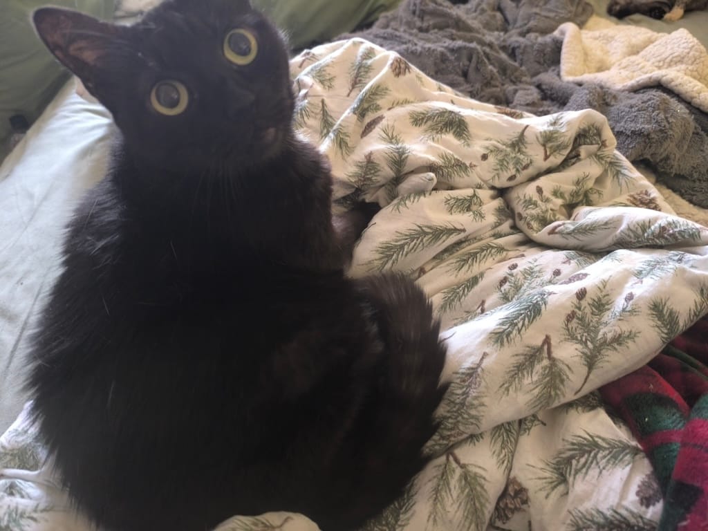 Pișcoțica geloșica