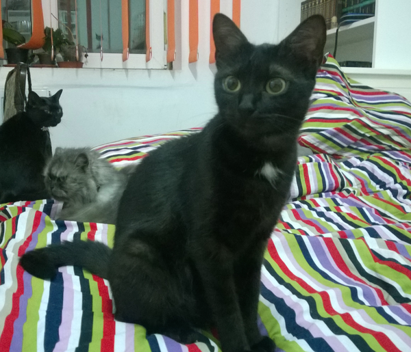 Evolutia panterei negre