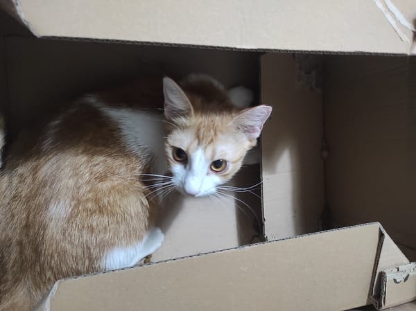 Când e mâncarea mai gustoasă?