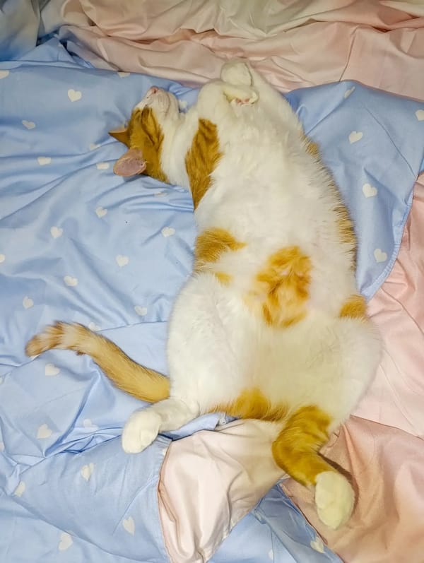 Blesteme și feline
