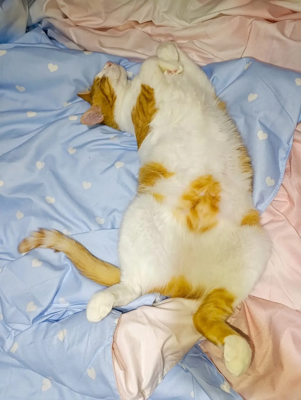 Blesteme și feline