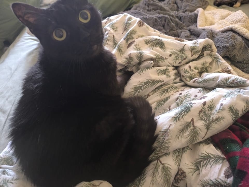 Pișcoțica geloșica