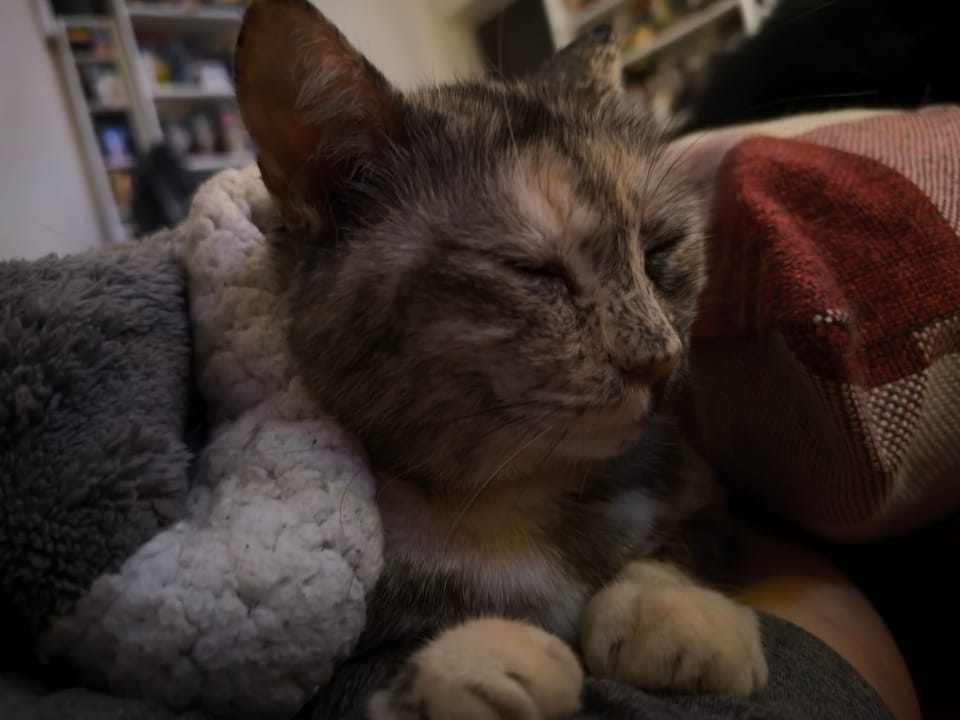 Mâța Gri și afecțiunea