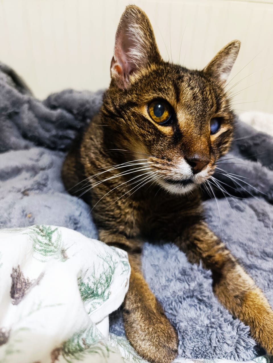 Dualitatea Dubiosului